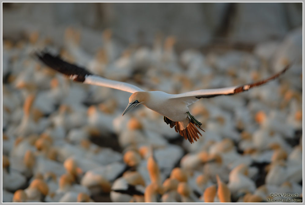 Kaptölpel (Morus capensis)