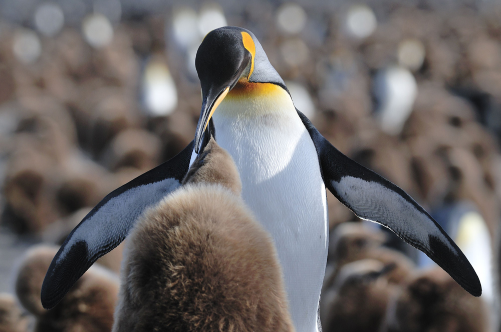 Königspinguin füttert nimmersattes Junges