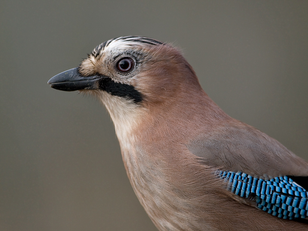 Garrulus glandarius