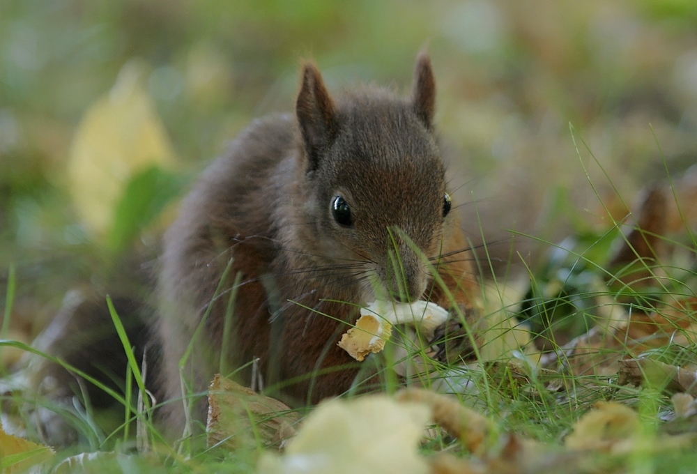 Eichhörnchen (Sciurus vulgaris),