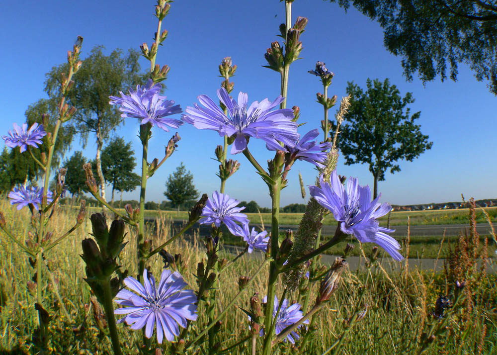 Blume des Jahres 2009, die Wegwarte ( Cichorium intybus)