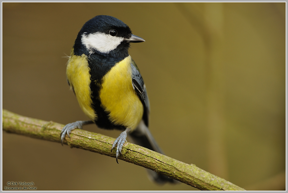 Kohlmeise (Parus major)