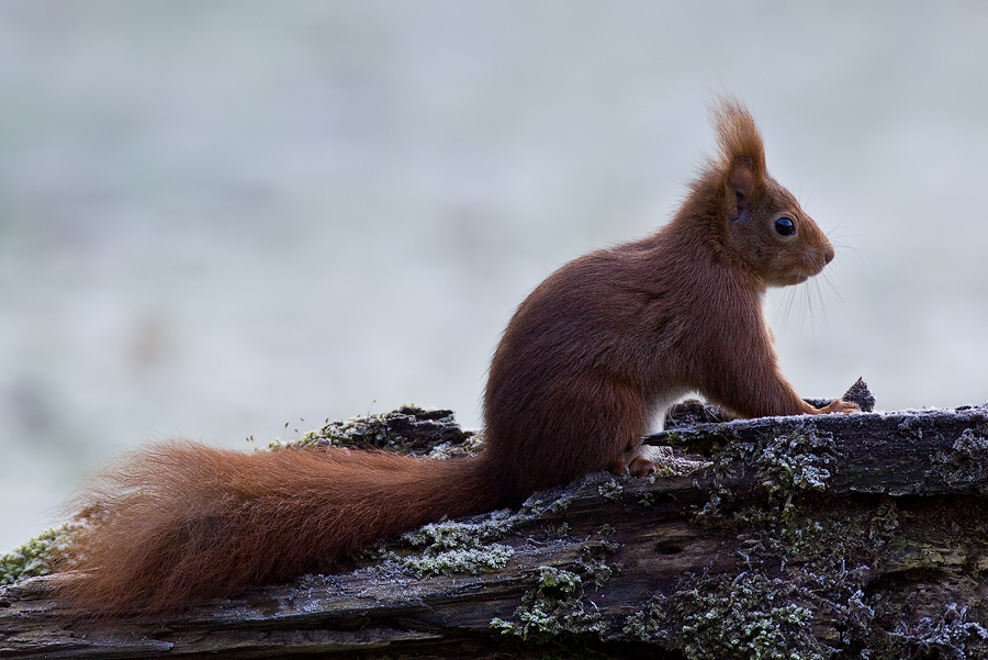 Mein Hof-Eichhörnchen (Sciurus vulgaris) V