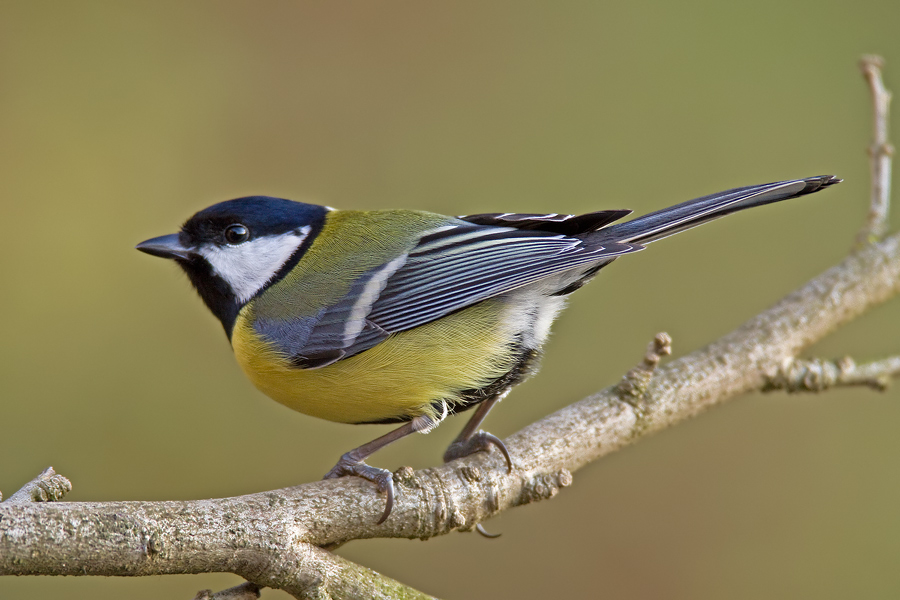 Kohlmeise (Parus major)