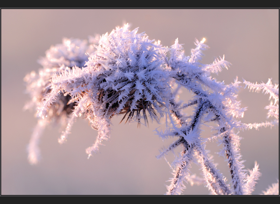 Stachelig