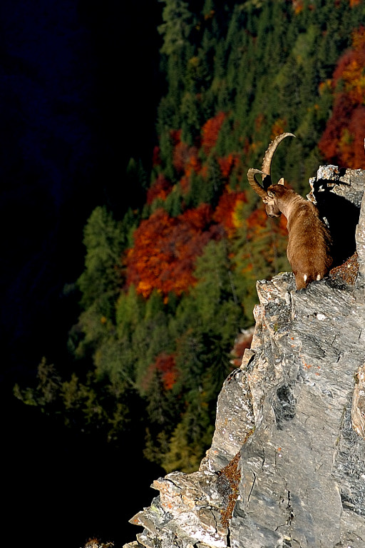 Steinbock