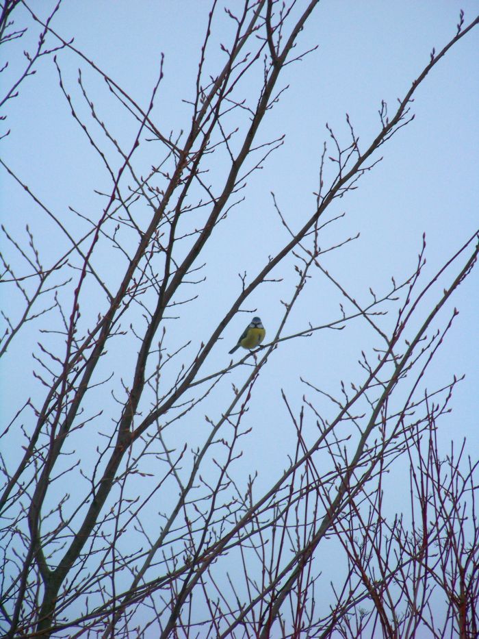 Blaumeise