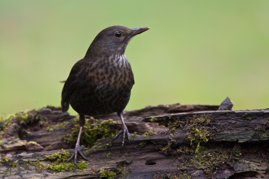 Amselweibchen (Turdus merula)