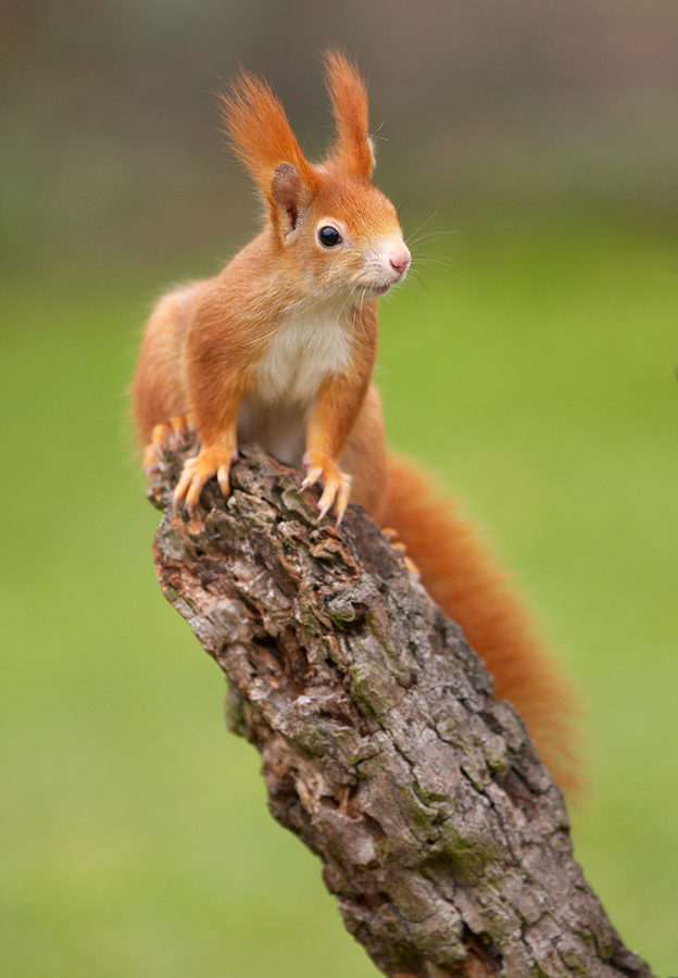 Eichhörnchen