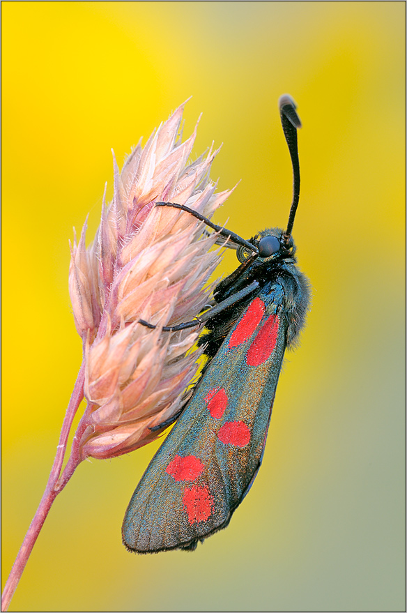 Blutströpfchen ( Zygaena filipendulae )