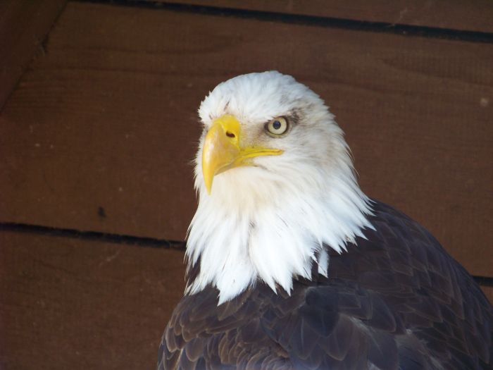 Weißkopfseeadler