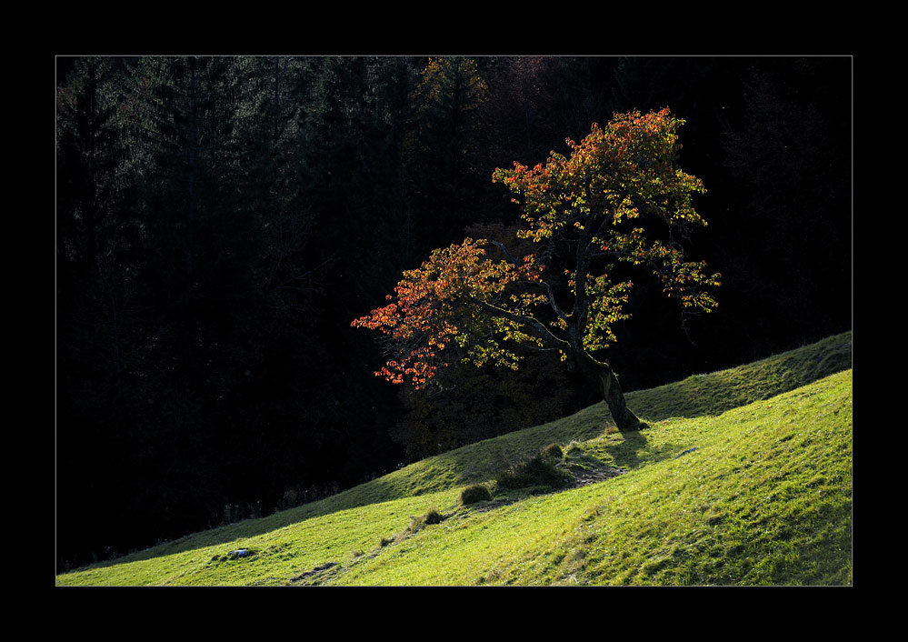 Im Licht