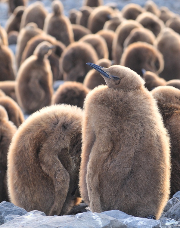 Kindergarten der Königspinguine