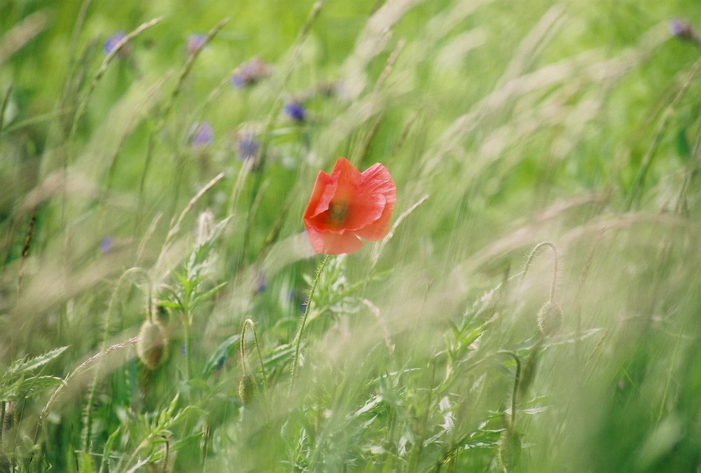 Mohn in Südschweden