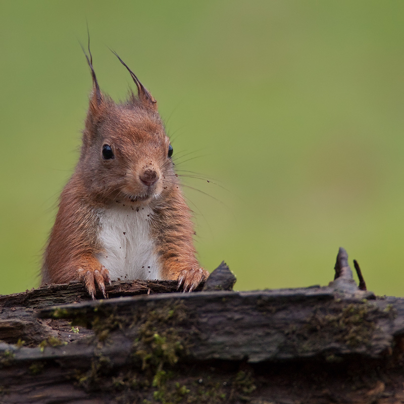 Schmutziges Eichhörnchen (Sciurus vulgaris)