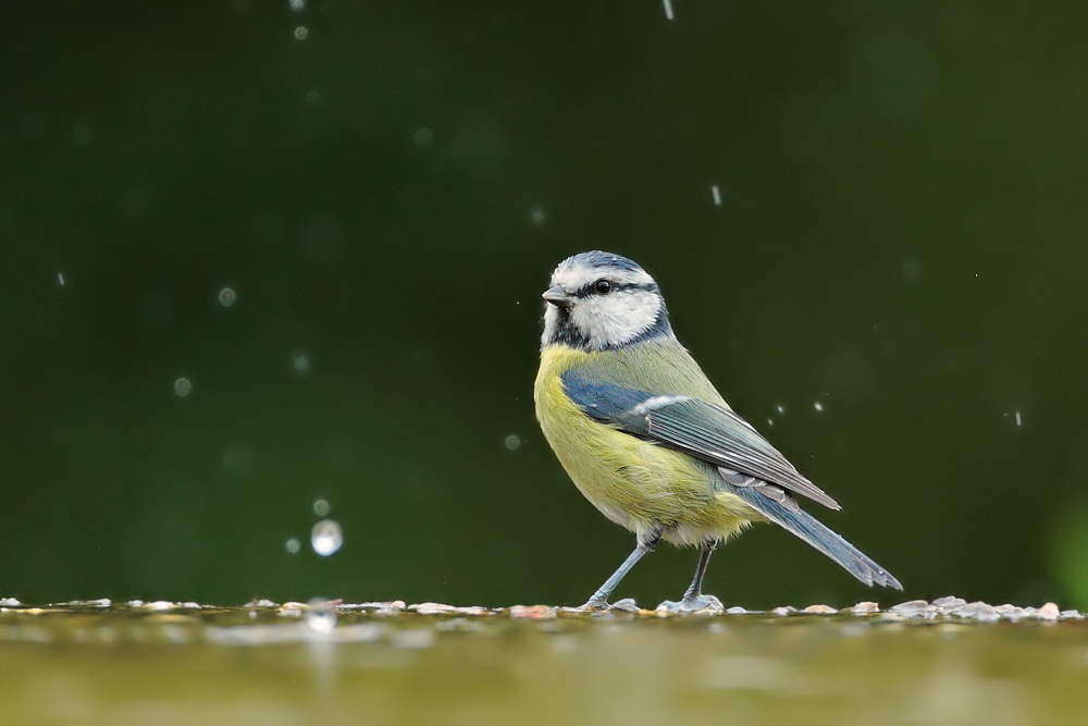 Blaumeise im Trüben