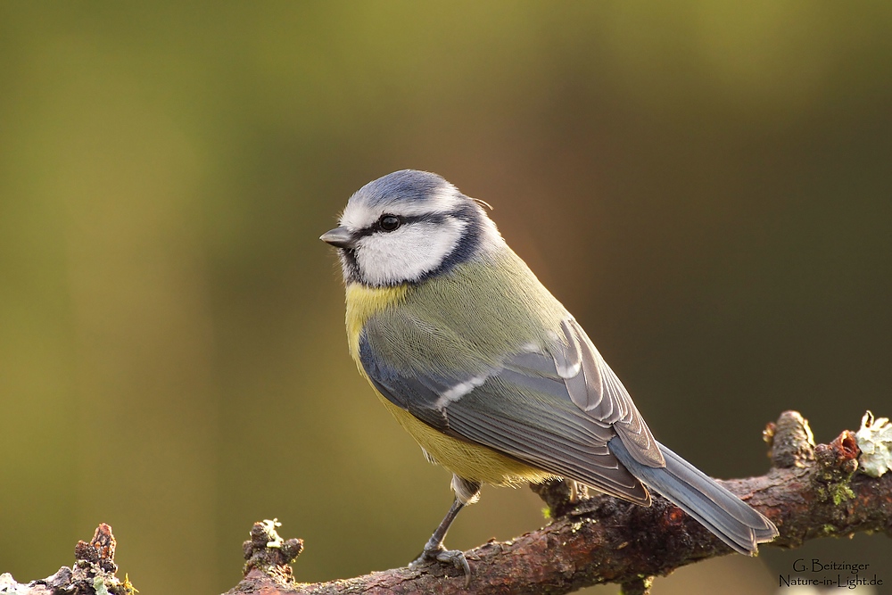 Blaumeise (Cyanistes caeruleus, früher Parus caeruleus)