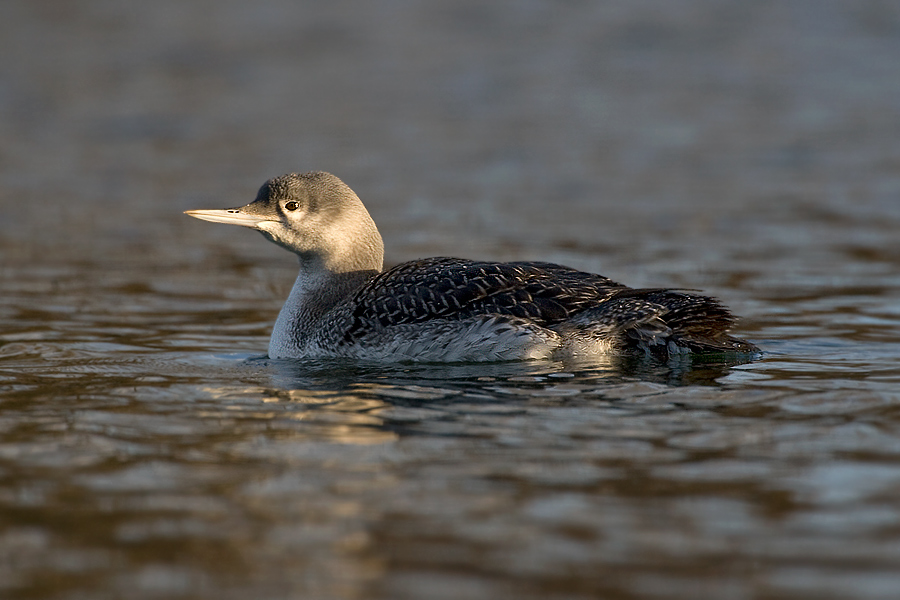 Gavia stellata
