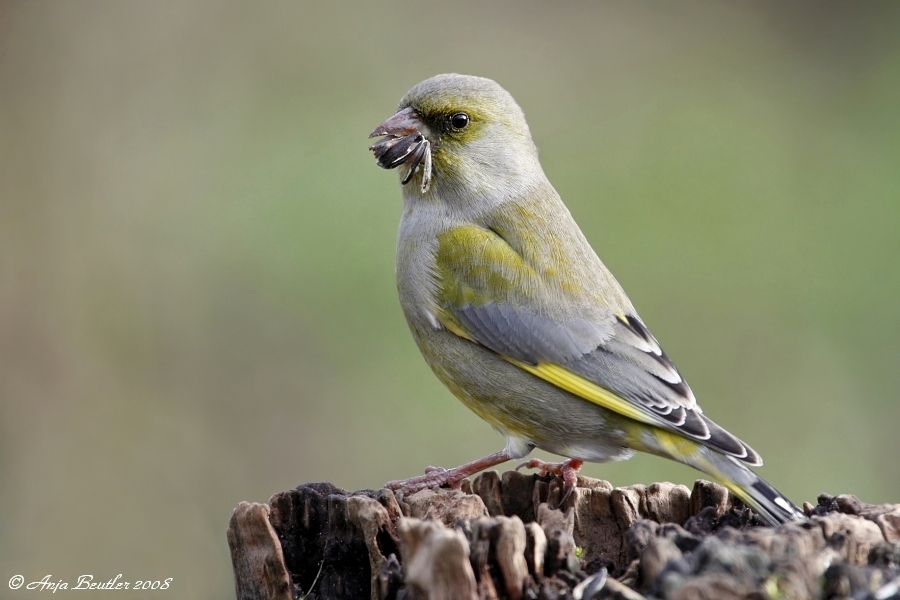 Grünfink (Carduelis chloris)