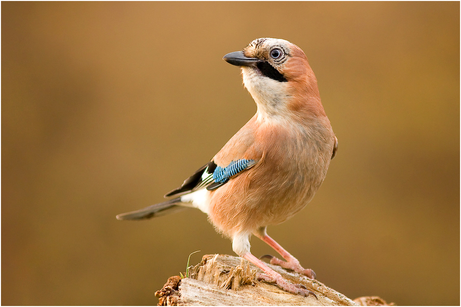 Eichelhäher (Garrulus glandarius)