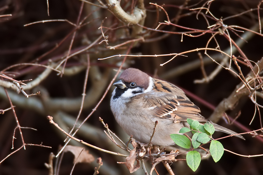 Feldsperling (Passer montanus) in einer Hecke