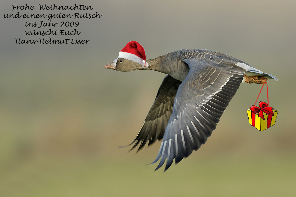 Weihnachtsbläßgans