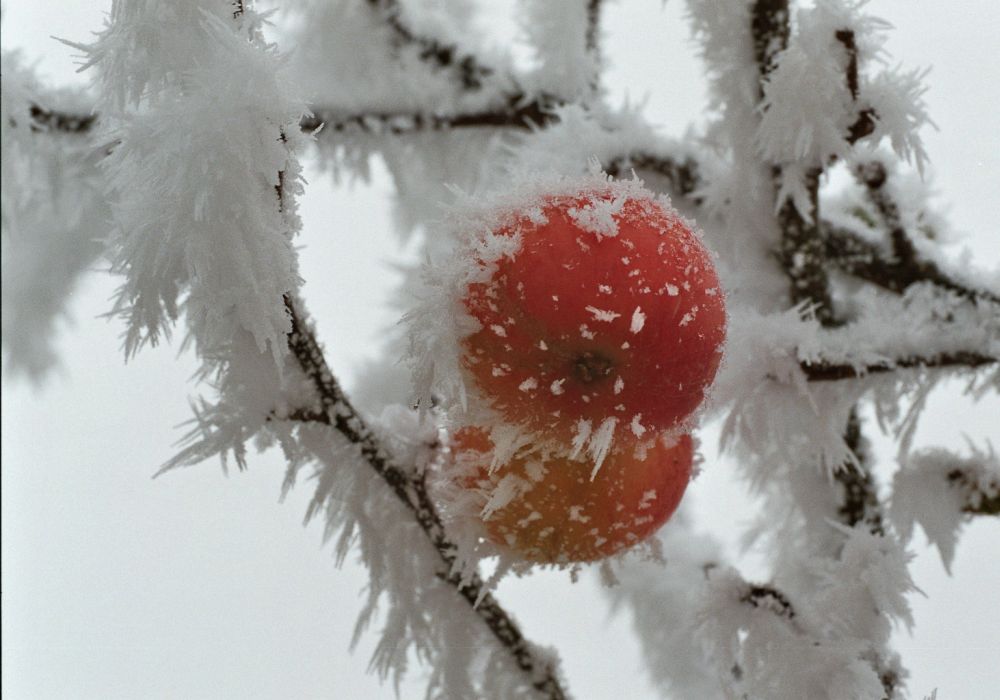 Apfel-Igel
