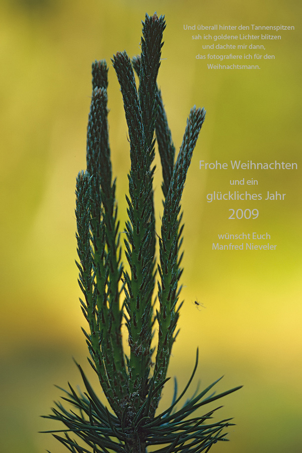 Weihnachts- und Neujahrsgrüße