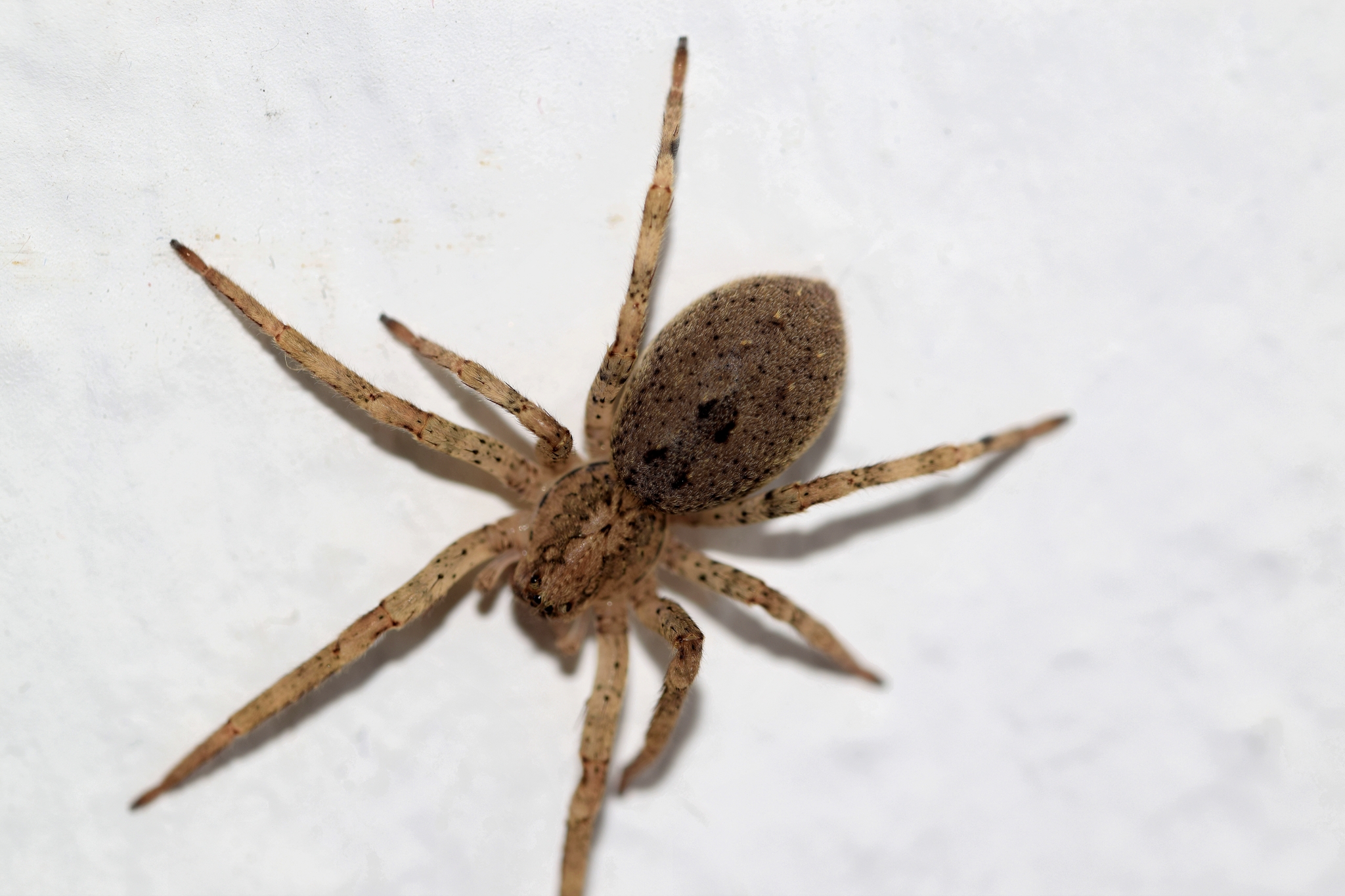 Unbekannte Spinne an Hauswand (Forum für Naturfotografen)