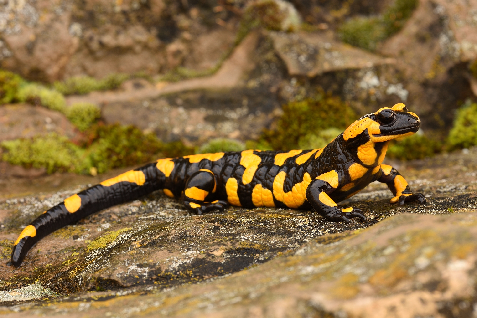 Feuersalamander