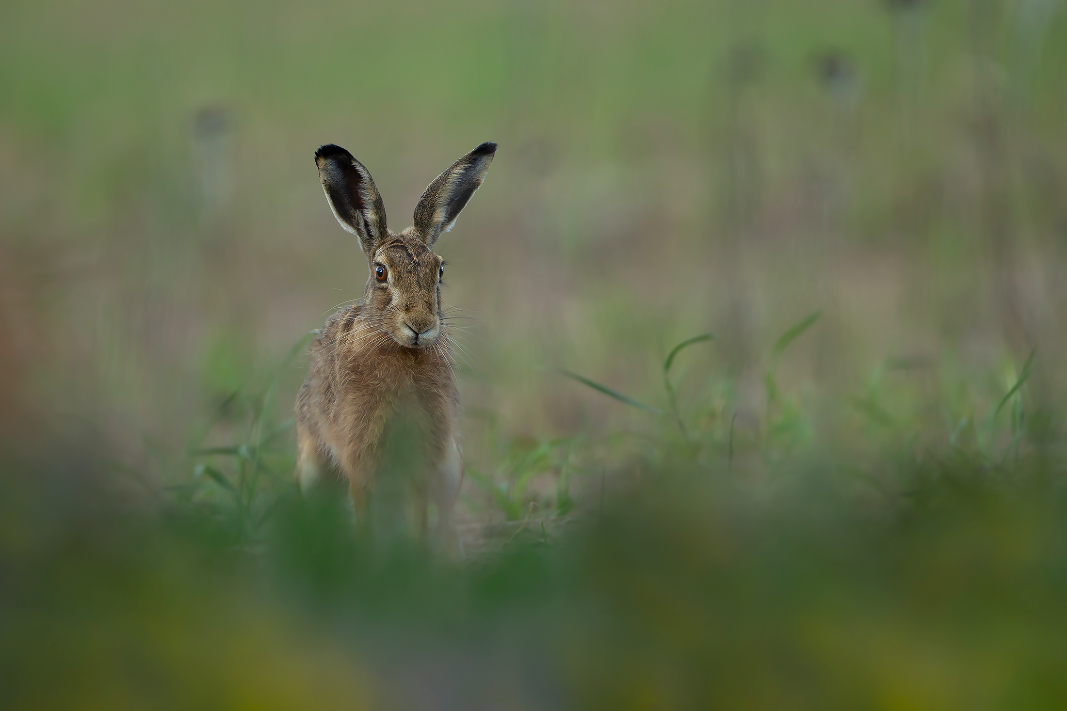 Jack Rabbit