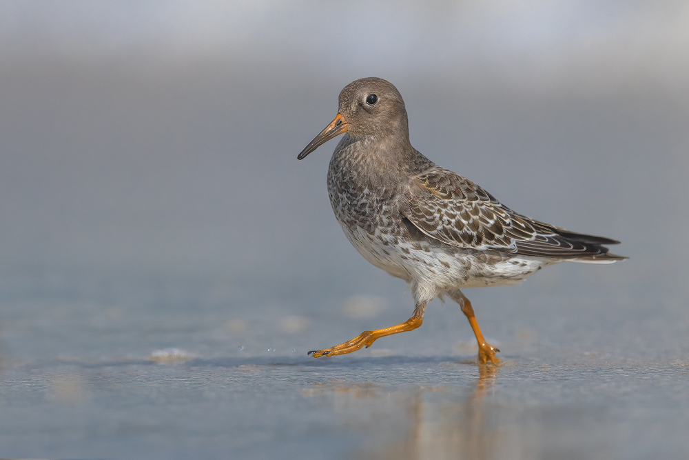 Meerstrandläufer