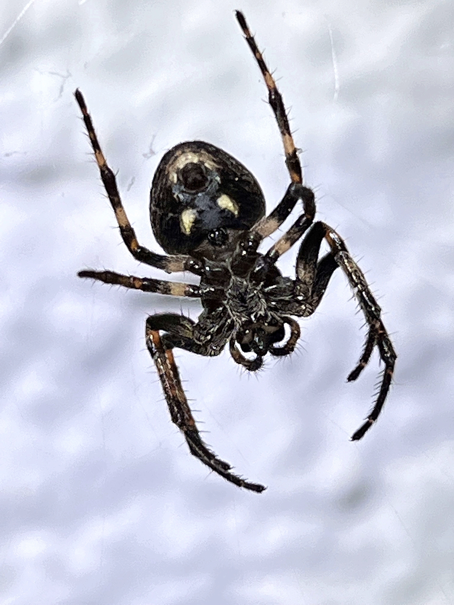 Unbekannte Spinne an Hauswand