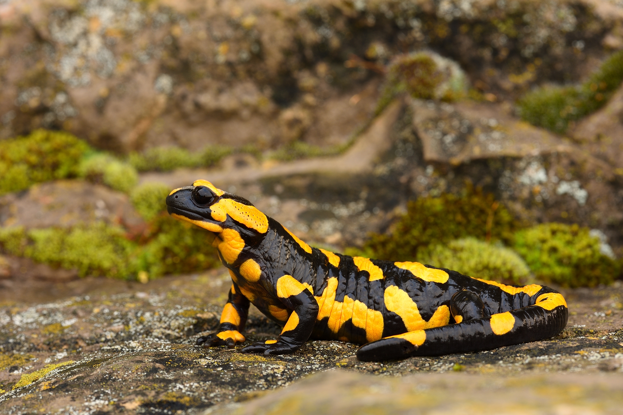 Feuersalamander