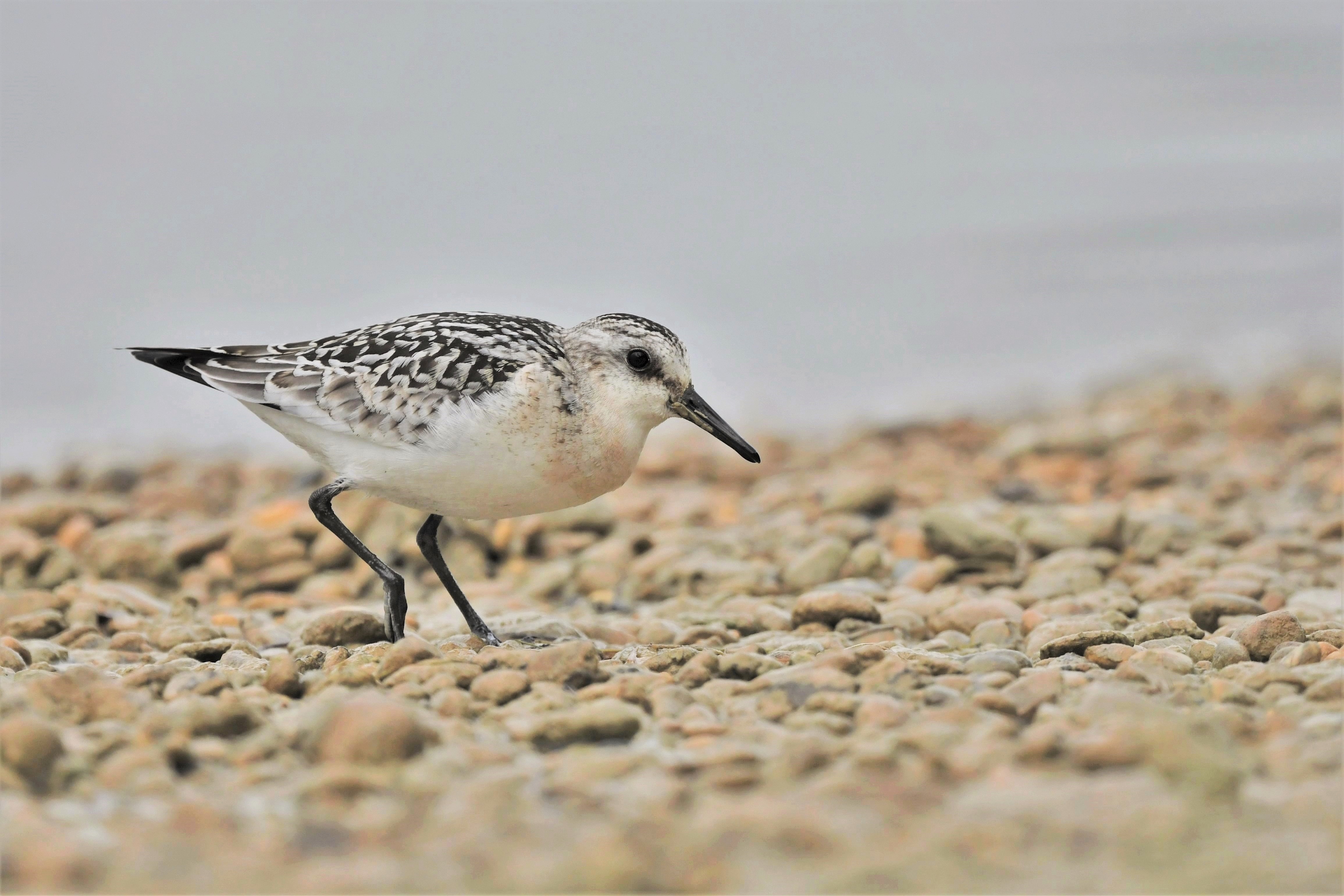 Sanderling (Calidris alba)