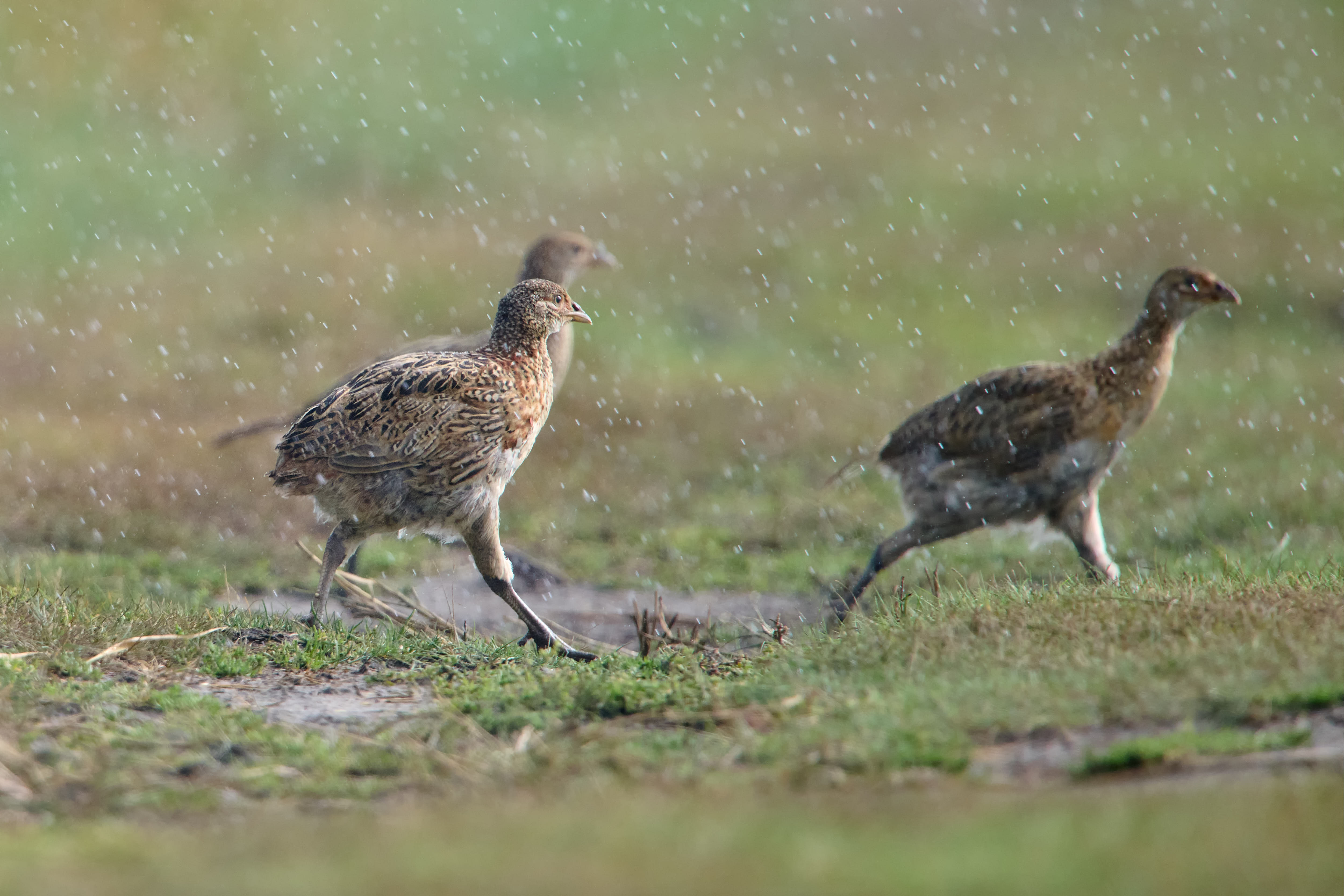 Jungfasane im Regen