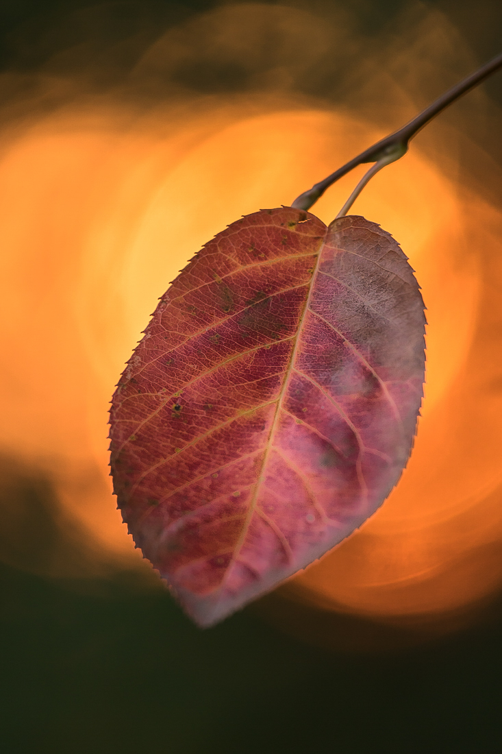 Ein Herbstblatt