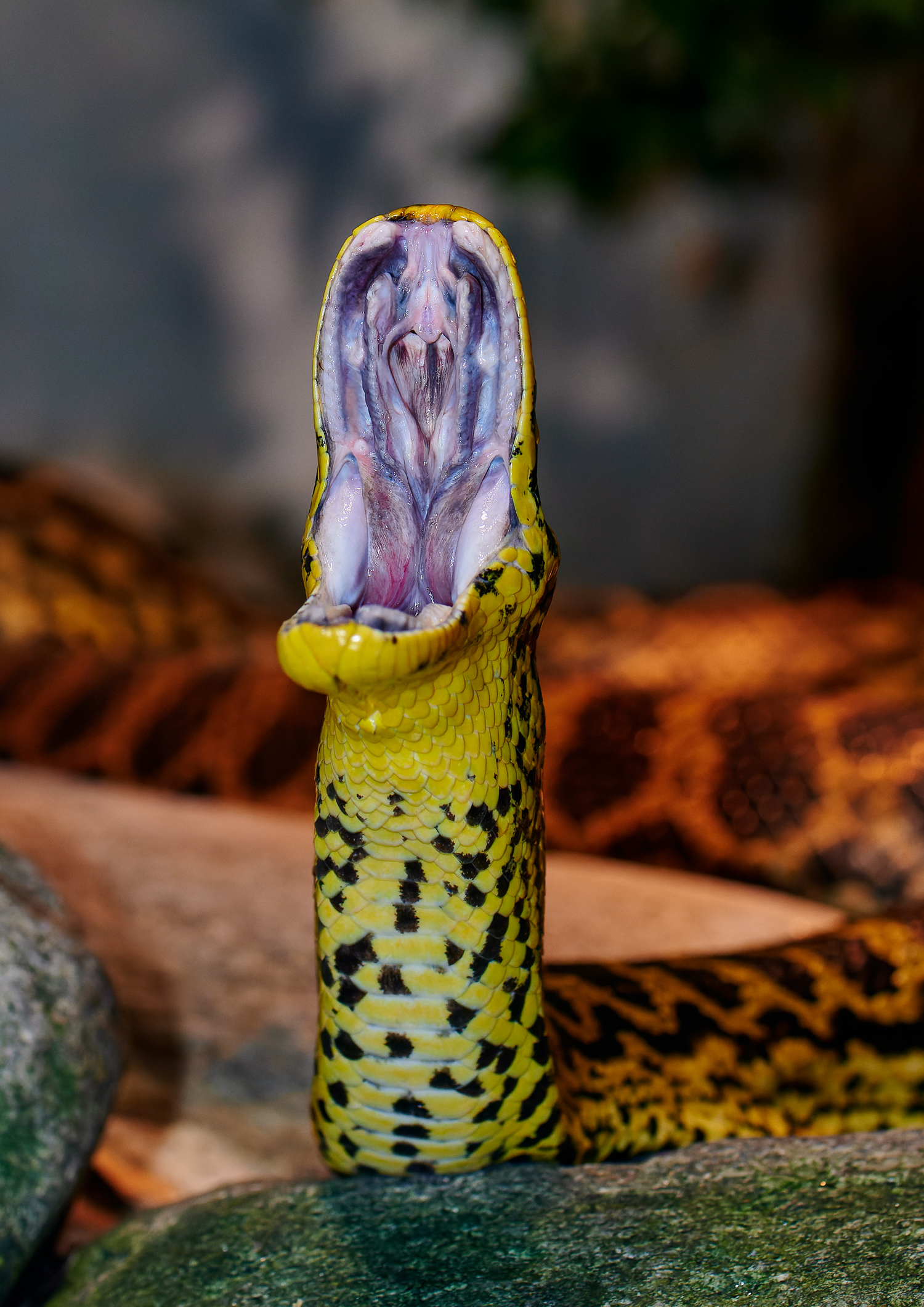 Gelbe Anakonda (EUNECTES NOTAEUS)