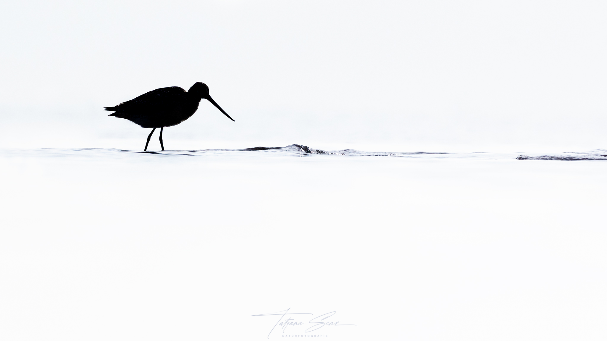 PFUHLSCHNEPFE Monochrom