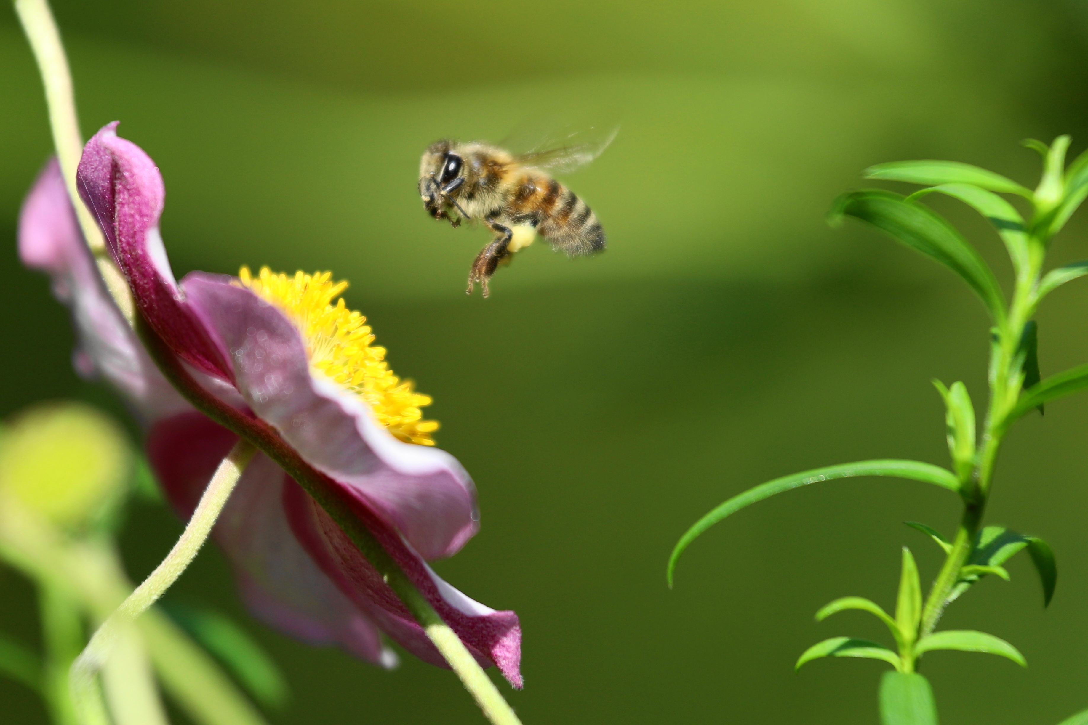 Honigbiene im Anflug