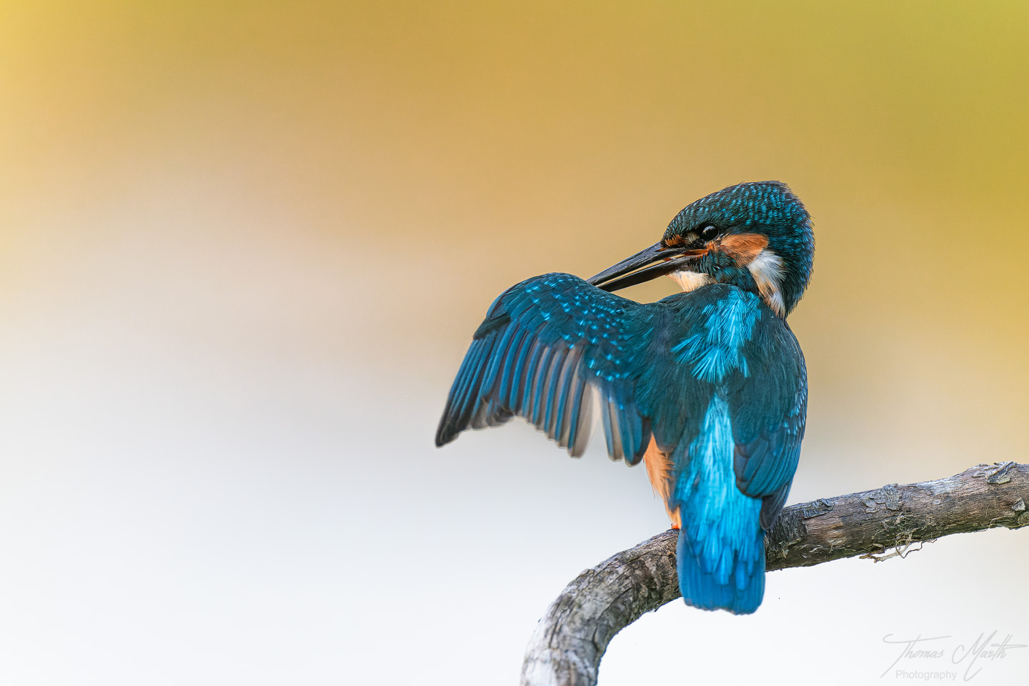 Juveniler Eisvogel