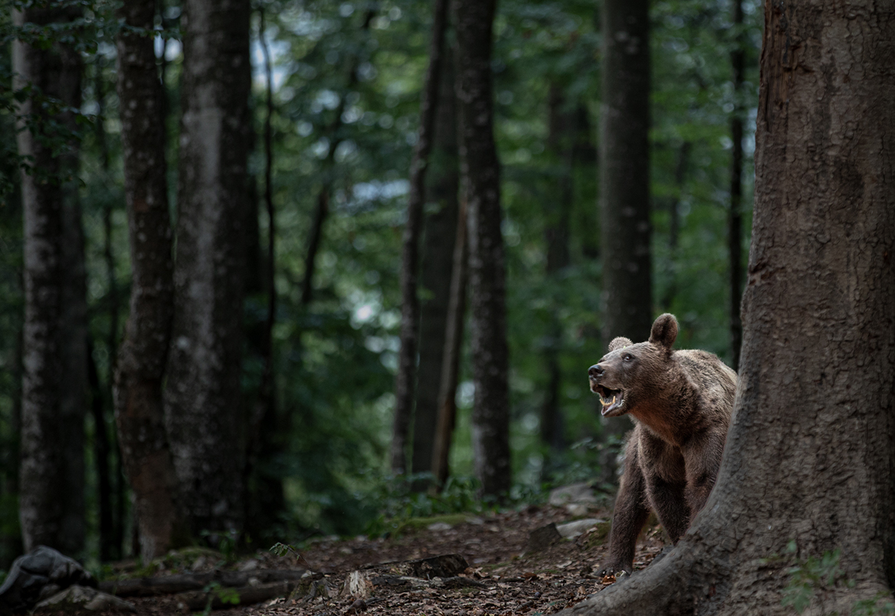 Braunbär