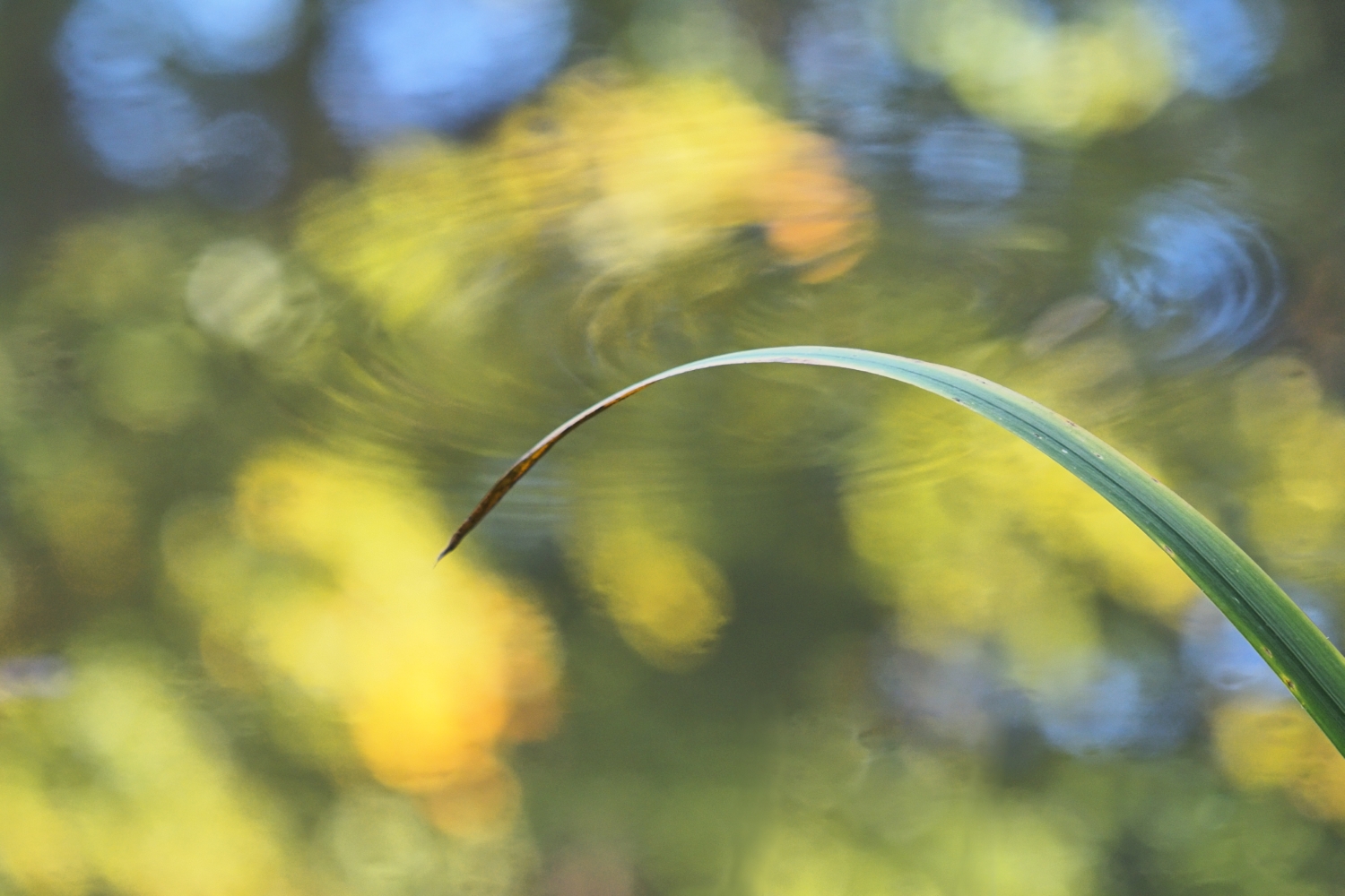 Wasseririsblatt mit Herbstfarben