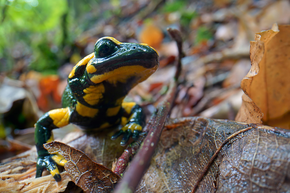 Feuersalamander