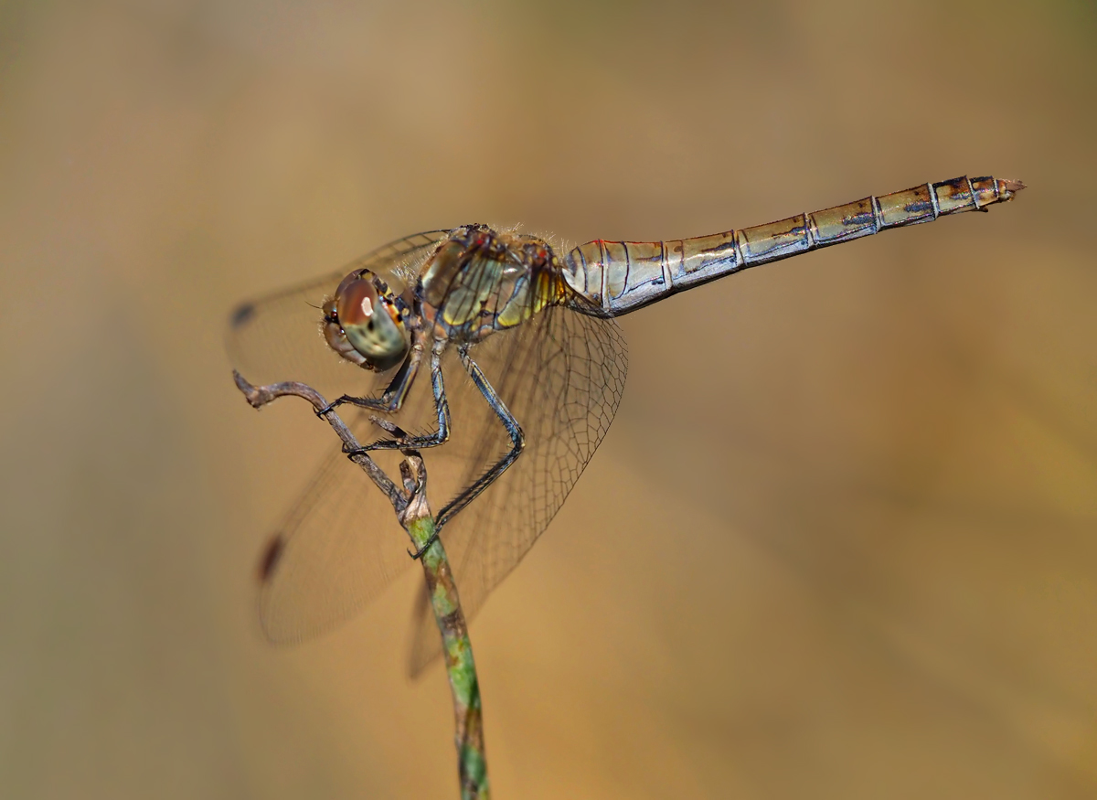 Weibchen der Grossen Heidelibelle (Sympetrum striolatum) 