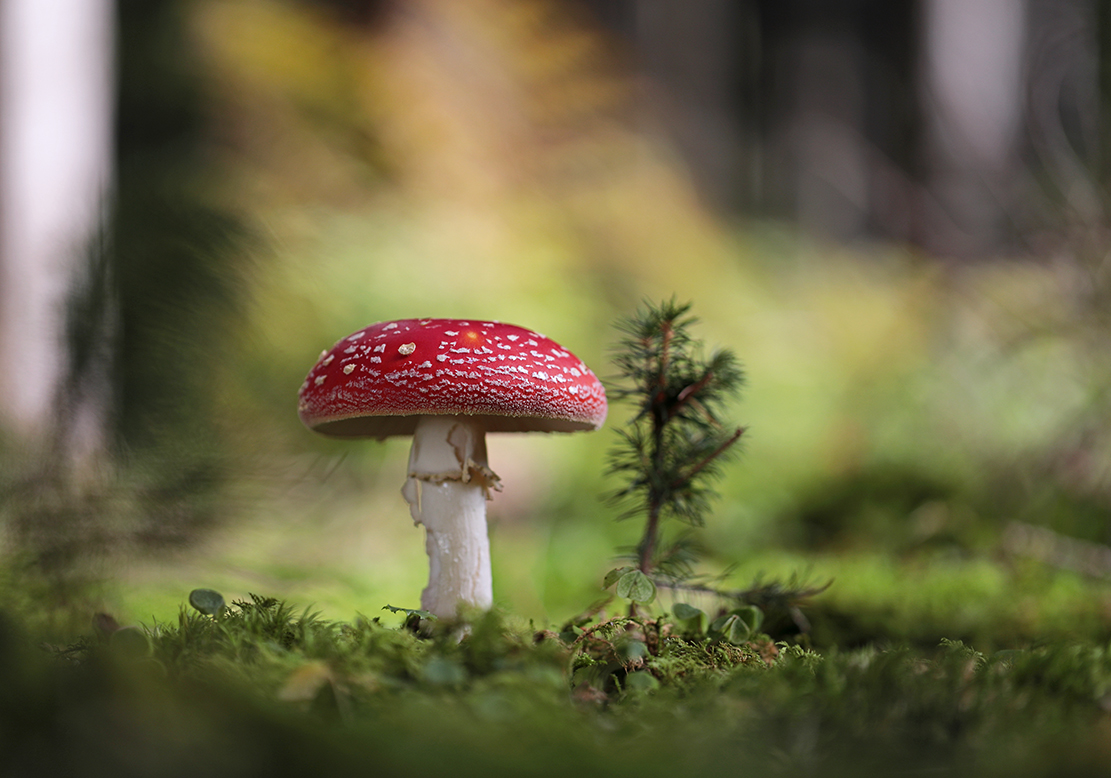 Fliegenpilz