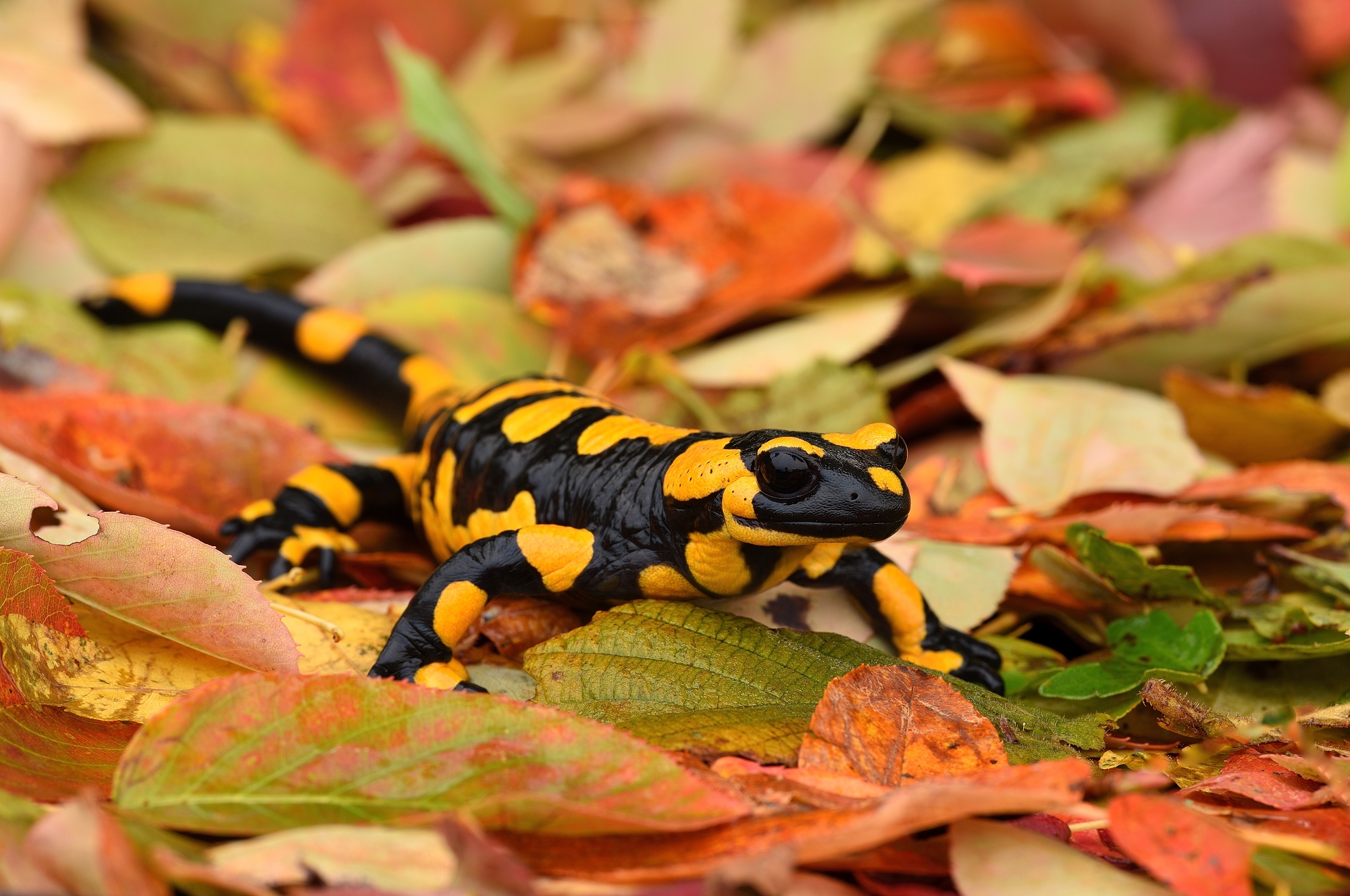 Feuersalamander