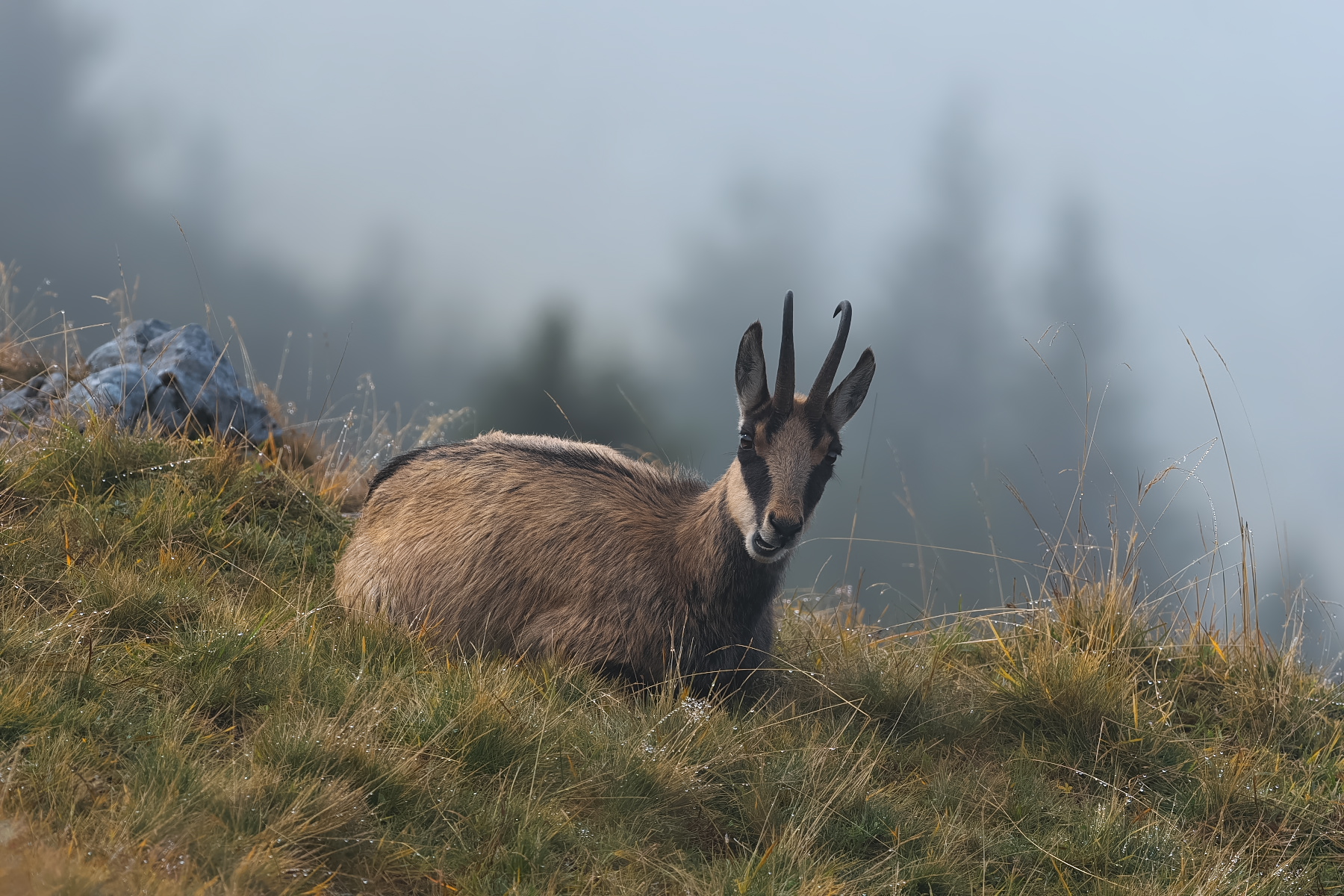 Nebel und Tau