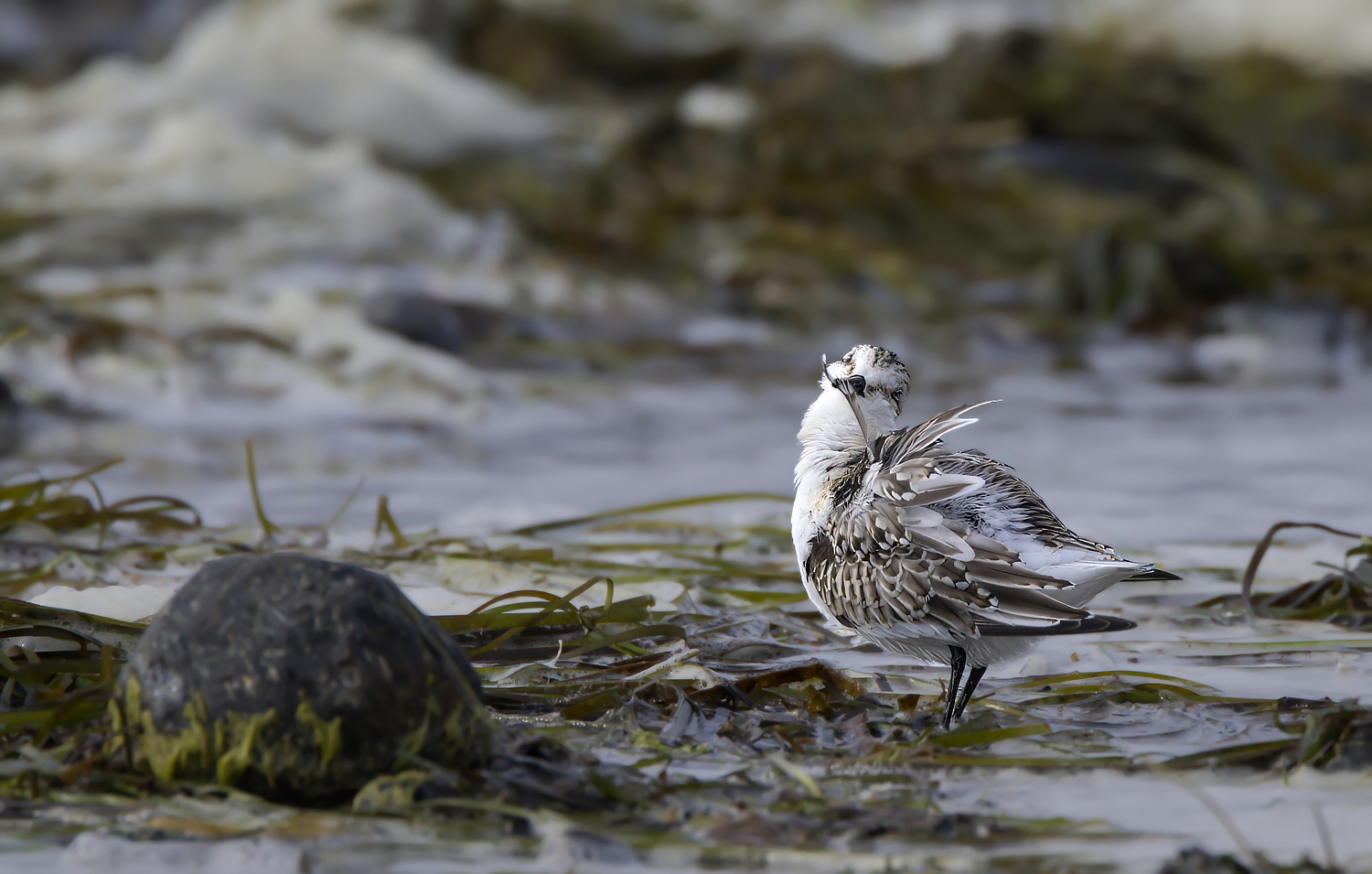 Sanderling