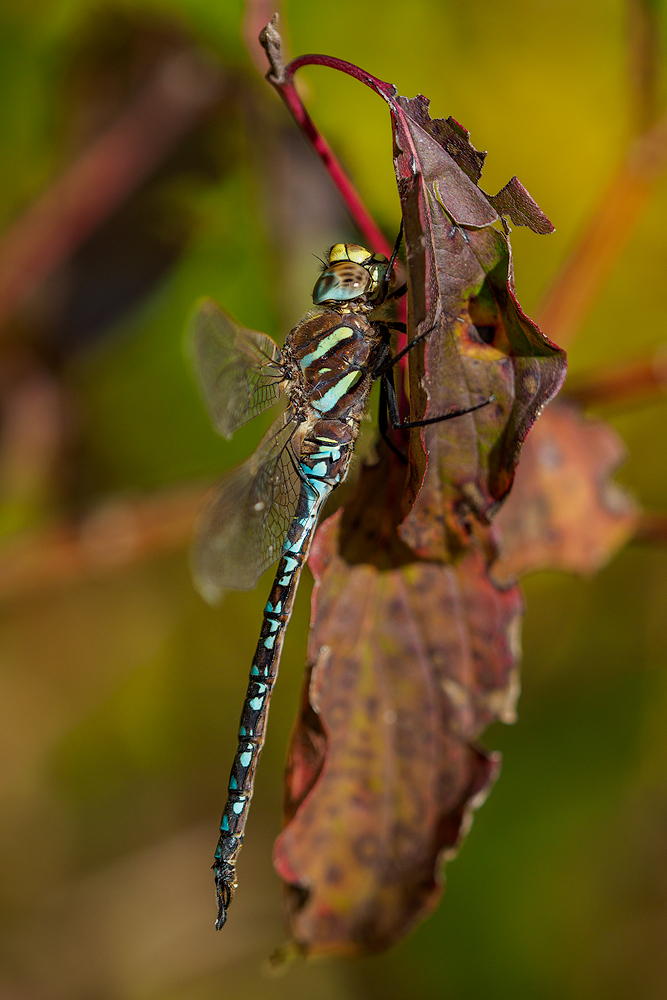 Torf-Mosaikjungfer (Aeshna juncea) Männchen